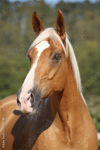 Fototapeta Naklejka Na Ścianę i Meble -  Amazing palomino horse with blond hair