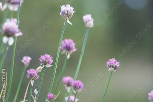 Clover flowers macro in a meadow. © artesiawells