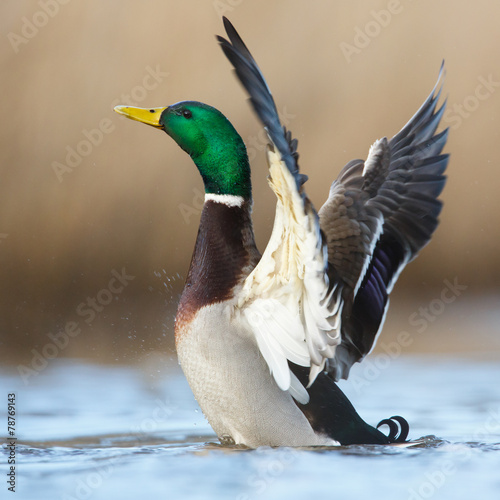 Fotobehang a wild duck