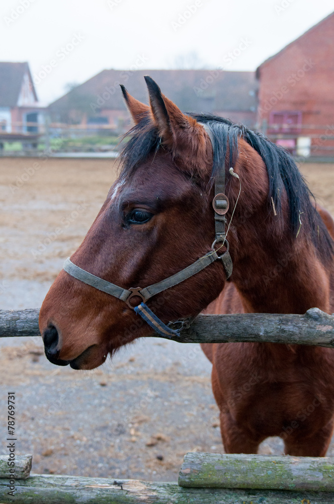 horse horse