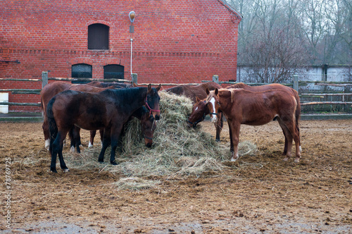 Photos horse