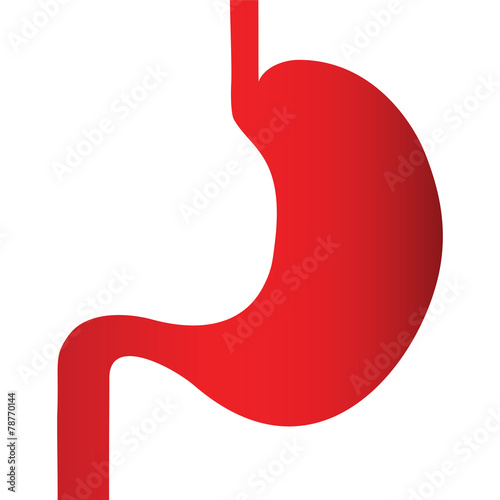 stomach on a white background