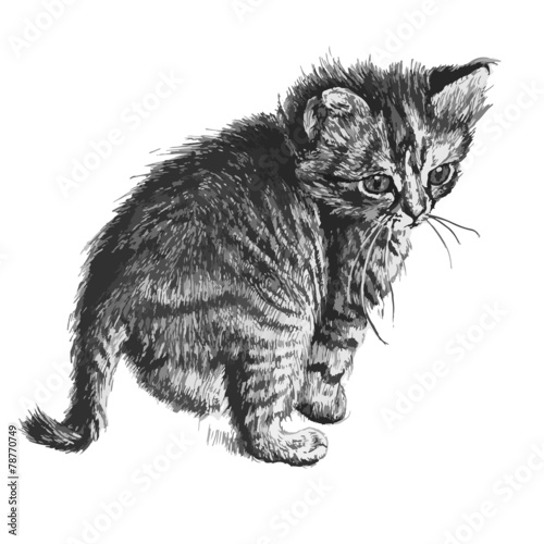illustration of a cute little cat