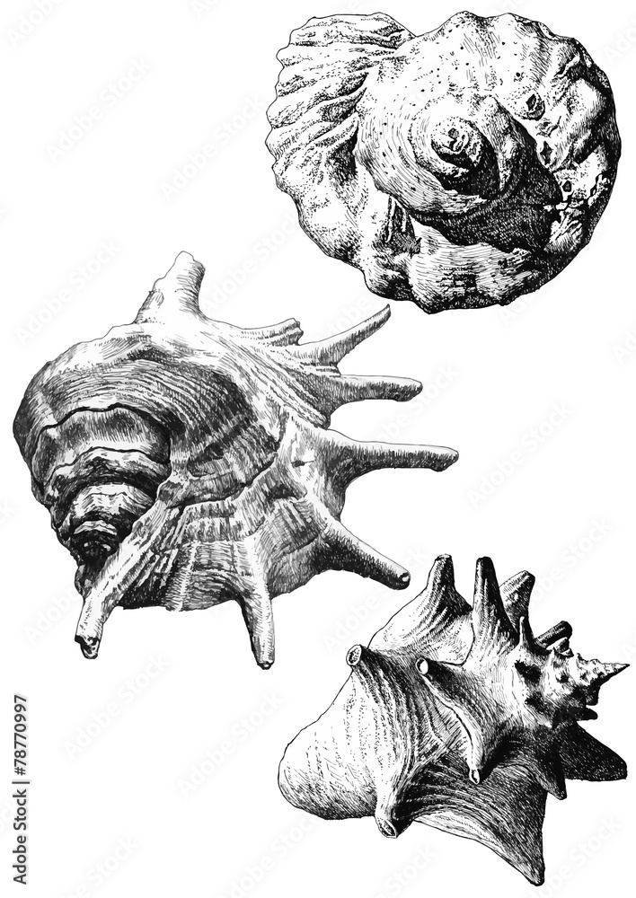 Fototapeta premium illustration with different realistic seashells