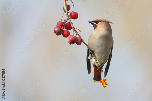 Bohemian waxwing photo