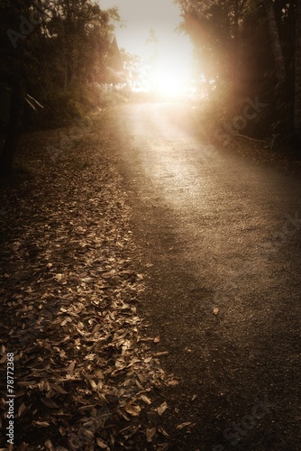 road through dark forest forest on morning © leelana