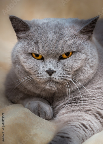 Portrait of adorable british cat