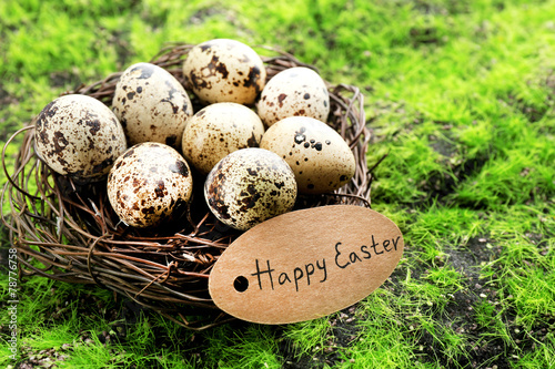 Bird eggs in nest on green grass background