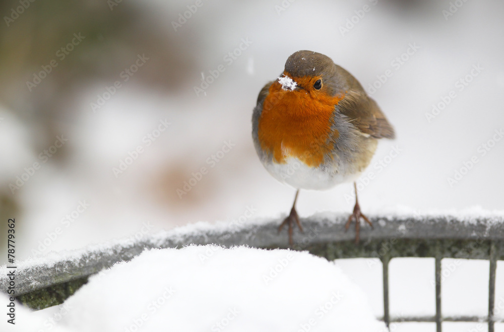 robin (Erithacus rubecula) sitting on a metal fish basket robin (Erithacus rubecula) sitting on a metal fish basket