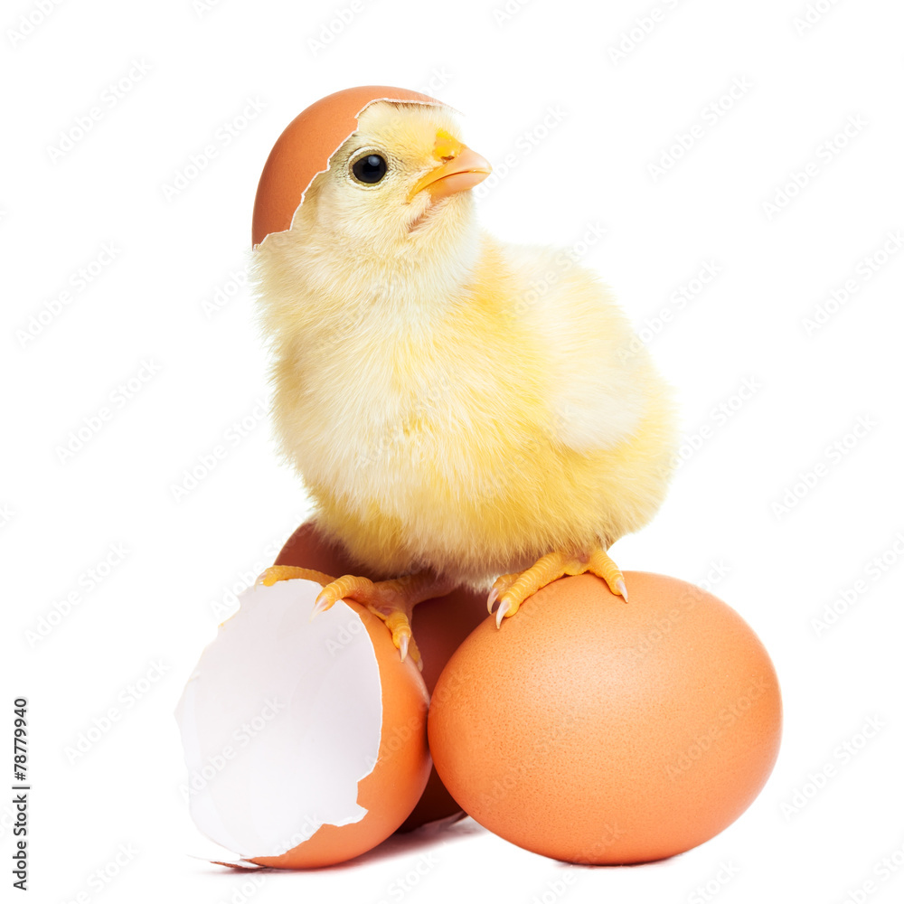 Fototapeta premium Cute funny easter chick