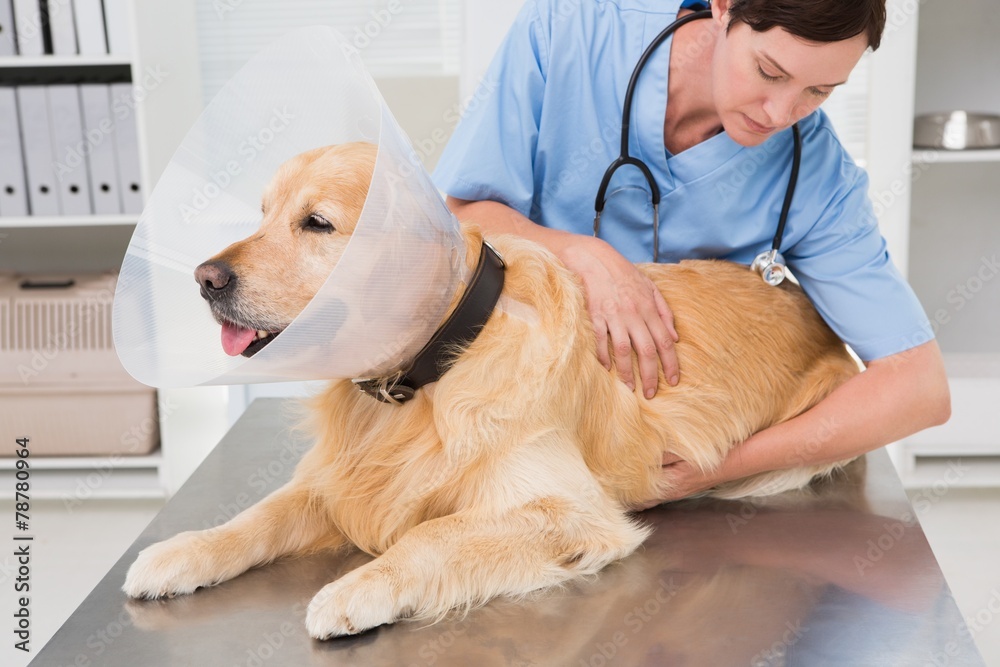 Veterinarian examining a cute dog Veterinarian examining a cute dog