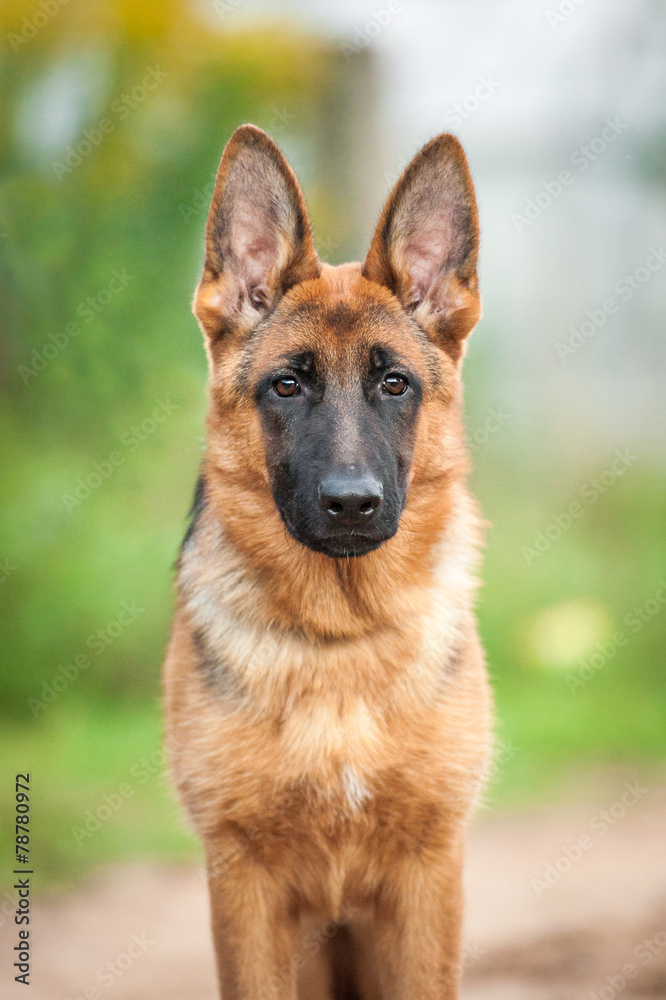 Portrait of young german shepherd dog