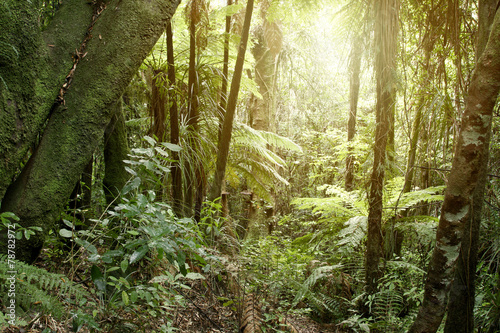 Fototapeta Naklejka Na Ścianę i Meble -  Tropical jungle forest