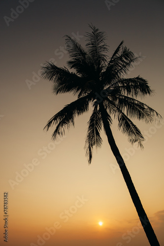 sunset with palm silhoutte