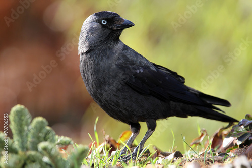 Foto jackdaw (corvus monedula) feeding in a garden