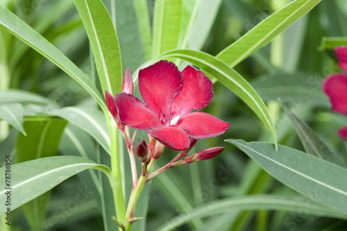 Nerium oleander 'Jannoch'