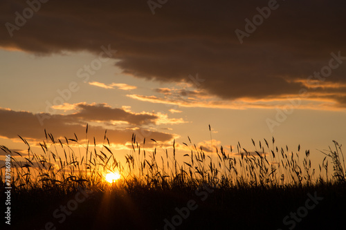 Sonnenuntergang auf einer Blumenwiese