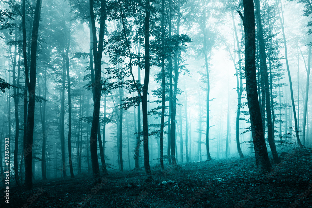 Obraz premium Beautiful turquoise blue forest