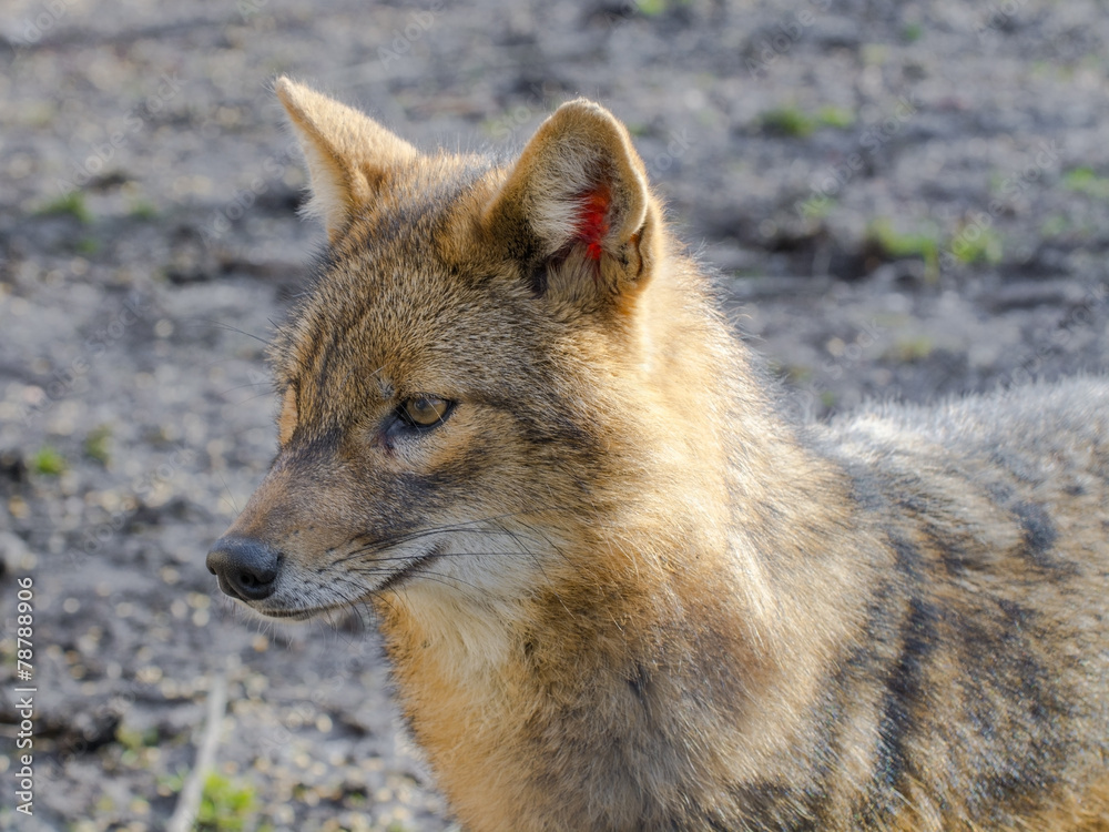 Golden jackal (Canis aureus) Golden jackal (Canis aureus)
