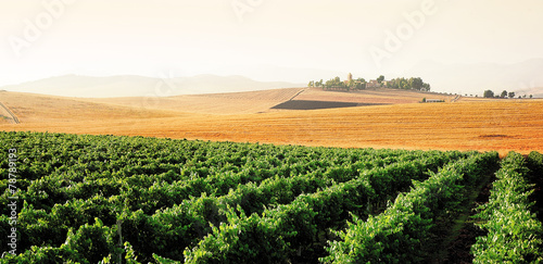 Paesaggio con Vigneto