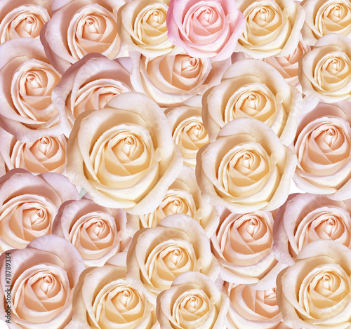 Fototapeta Naklejka Na Ścianę i Meble -  Background of pink roses
