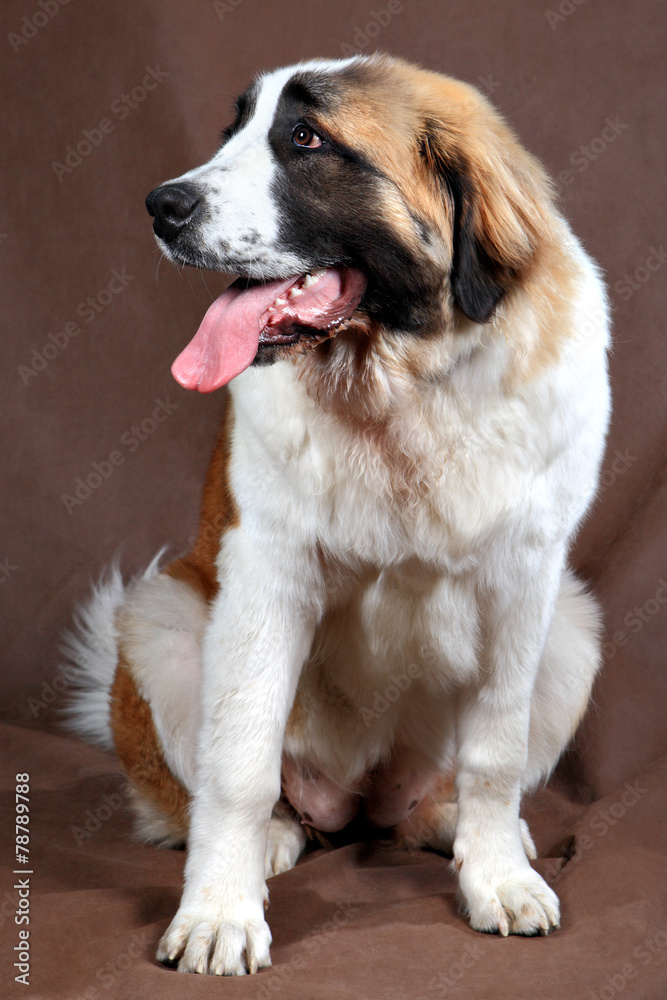breed dog Saint Bernard, sits studio photo on brown background.