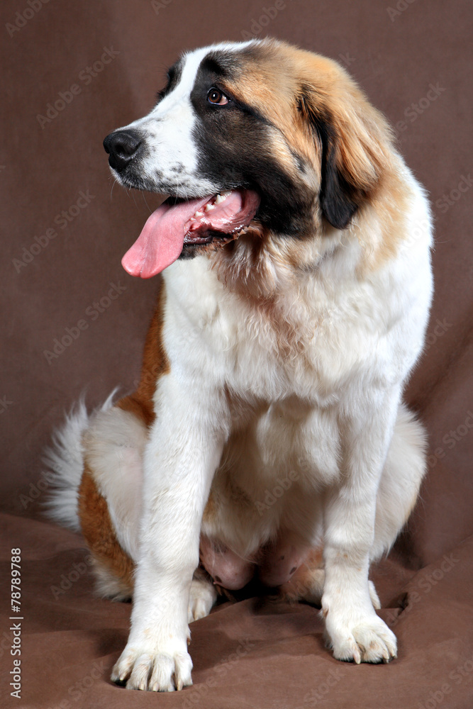 breed dog Saint Bernard, sits studio photo on brown background. breed dog Saint Bernard, sits studio photo on brown background.