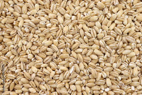 background of raw organic barley 