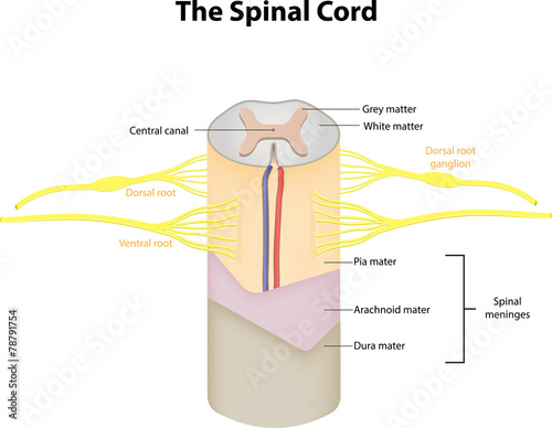 The Spinal Cord Labeled Diagram