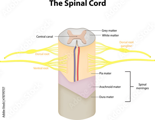 The Spinal Cord Labeled Diagram photo