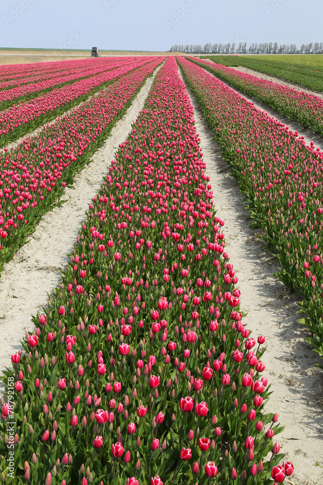 tulip field