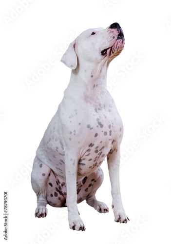 Dogo Argentino © JackF