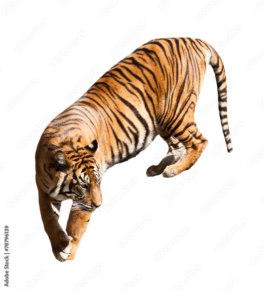 Naklejka premium Walking adult tiger