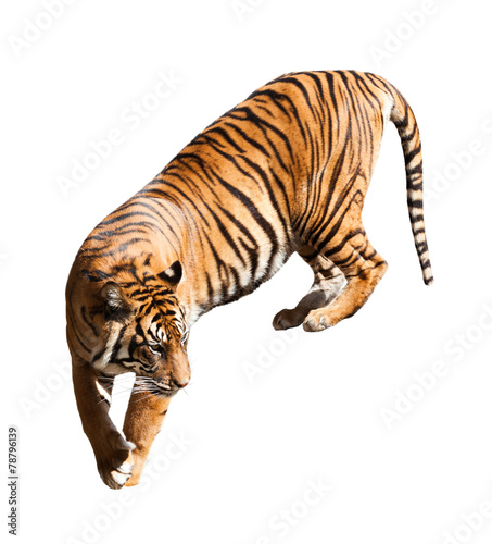 Walking adult tiger