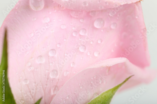 Water drops on rose petals, close-up