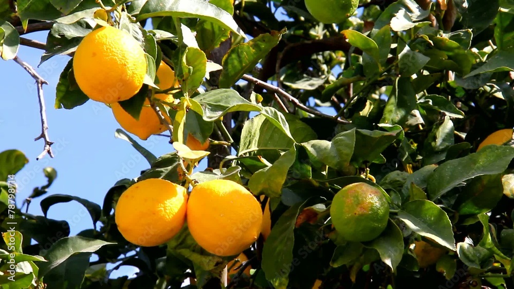 Lemon tree branch with leaves  and fruits on blue sky background