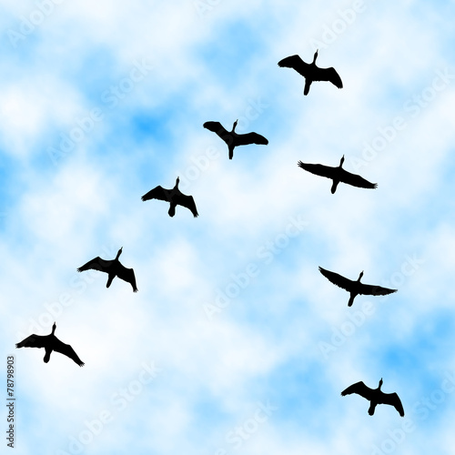Fototapeta Naklejka Na Ścianę i Meble -  Cormorant flyover