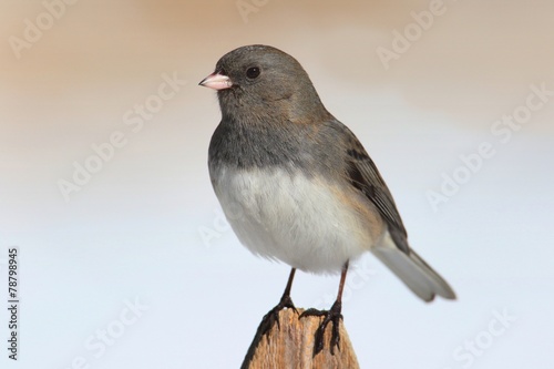 Junco On A Fence photo