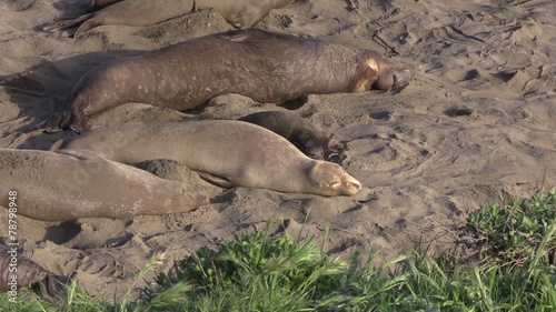 Elephant Seals