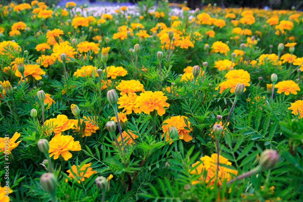 Obraz premium marigold