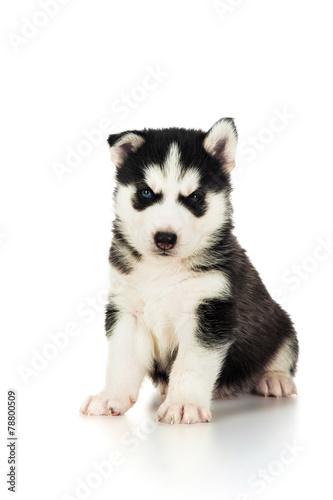 Fototapeta Naklejka Na Ścianę i Meble -  Cute husky puppy