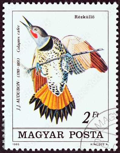 ommon Flicker, Colaptes cafer (Hungary 1985)