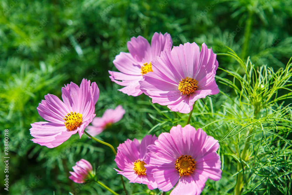 cosmos flower in garden cosmos flower in garden