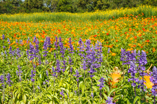 Fototapeta Naklejka Na Ścianę i Meble -  Lavender in garden