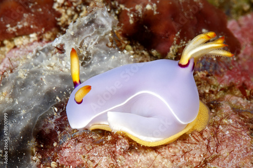 Nudibranch laying egg ring photo