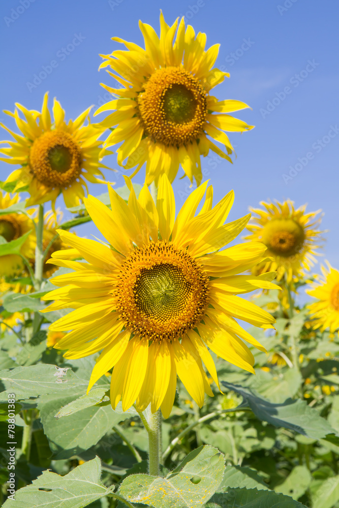 sun flower in garden