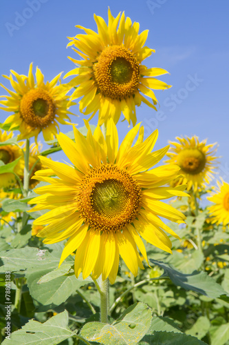 sun flower in garden