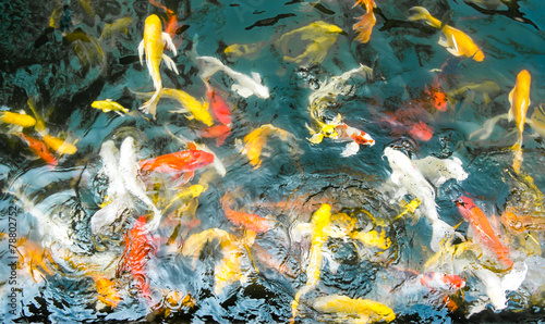 Koi fish in pond,colorful natural background