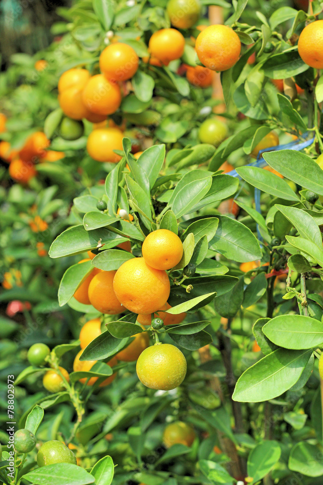 ripe orange hangs on the tree