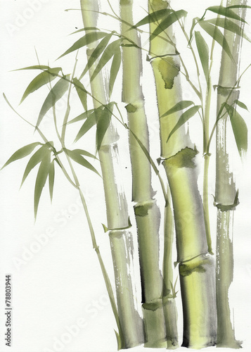 Fototapeta Naklejka Na Ścianę i Meble -  Watercolor painting of bamboo